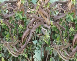 বাগানের গাছে গাছে ঝুলছে শত শত সাপ!